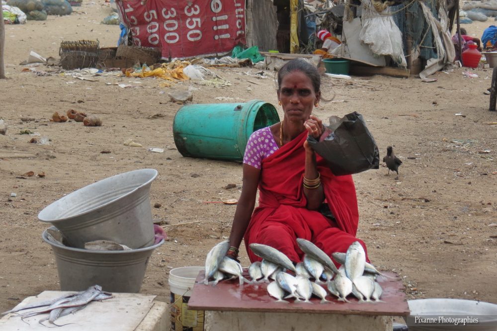 Asie, Inde du Sud, Tamil Nadu, Chennai, Marché aux poissons, Souvenirs de Voyages, Pixanne Photographies