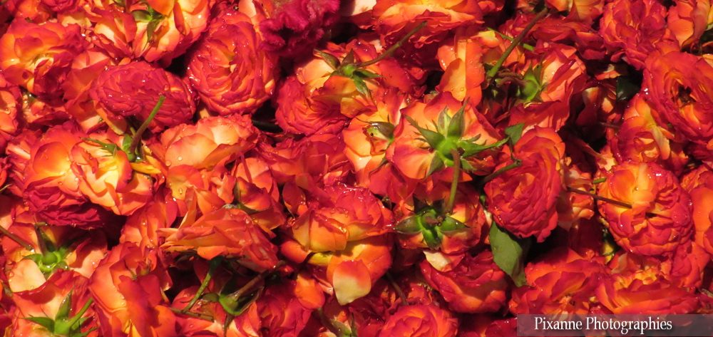 Asie, Inde du Sud, Tamil Nadu, Chennai, Kamarajar Market, Marché aux fleurs, Souvenirs de Voyages, Pixanne Photographies