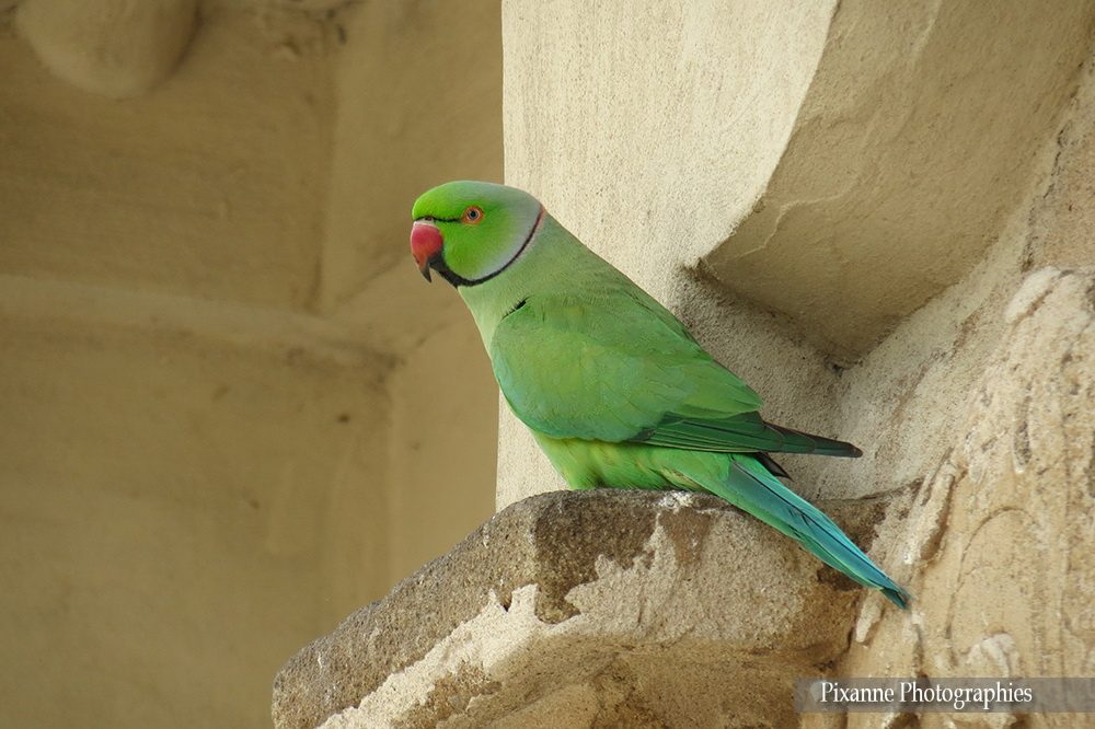 Asie, Inde du Sud, Tamil Nadu, Kanchipuram, Kailasanathar Temple, Souvenirs de Voyages, Pixanne Photographies
