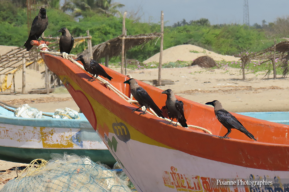 Asie, Inde du Sud, Tamil Nadu, Corbeaux, barques, Souvenirs de Voyages, Pixanne Photographies