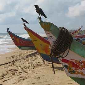 Asie, Inde du Sud, Tamil Nadu, Veerampattinam, Souvenirs de Voyages, Pixanne Photographies