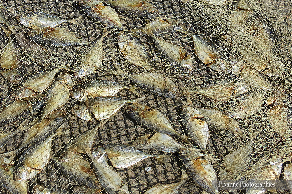 Asie, Inde du Sud, Tamil Nadu, poisson séché, Souvenirs de Voyages, Pixanne Photographies