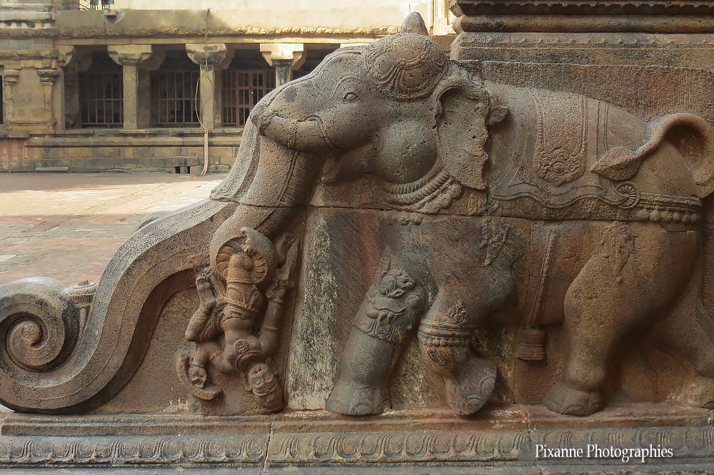 Asie, Inde du Sud, Tamil Nadu, Thanjavur, Tanjore, Brihadishvara Temple, Elephant, Souvenirs de Voyages, Pixanne Photographies