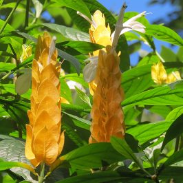 Asie, Inde du Sud, Kerala, Kumily, Abraham's Spice Garden, Souvenirs de Voyages, Pixanne Photographies