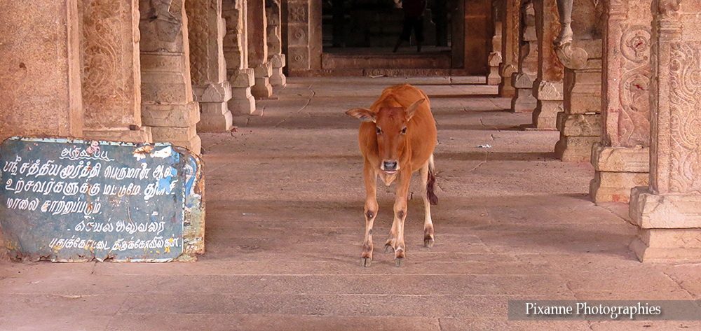 Asie, Inde du Sud, Tamil Nadu, Chettinad, Thirumayam, Satyamurti Perumal Temple, Souvenirs de Voyages, Pixanne Photographies