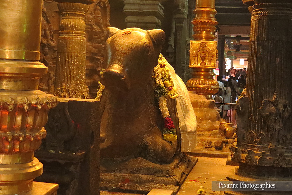 Asie, Inde du Sud, Tamil Nadu, Madurai, Meenakshi Temple, Kambathadi Mandapam, Souvenirs de Voyages, Pixanne Photographies