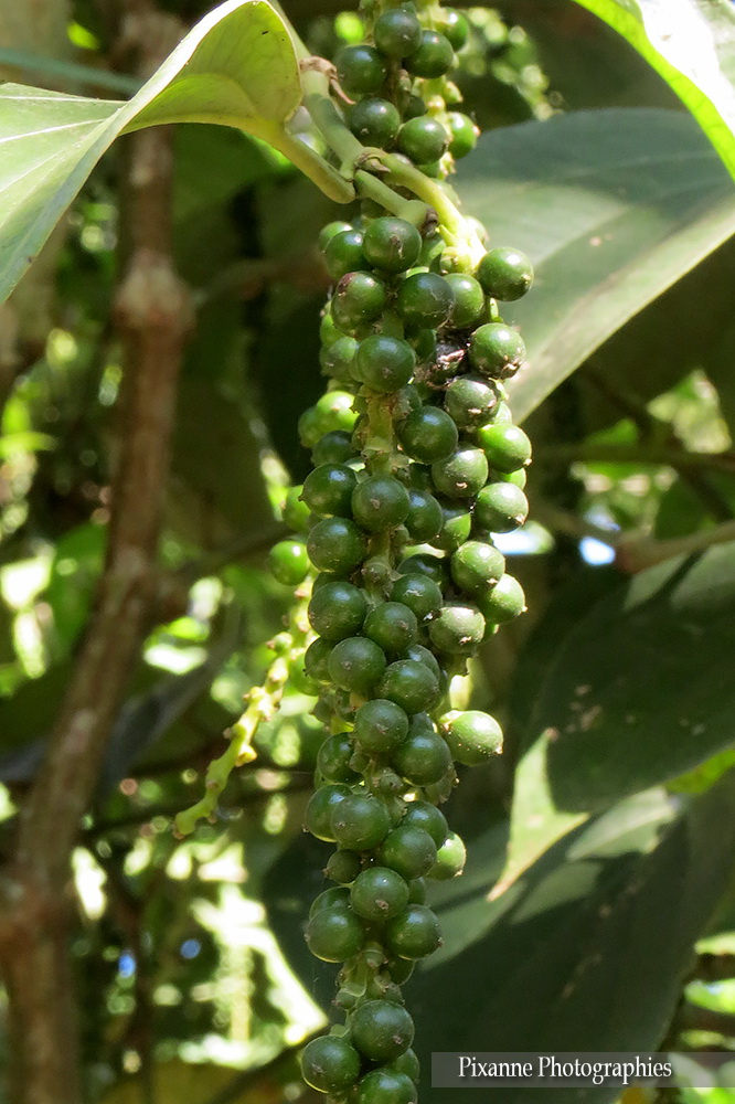 Asie, Inde du Sud, Kerala, Kumily, Abraham's Spice Garden, Souvenirs de Voyages, Pixanne Photographies