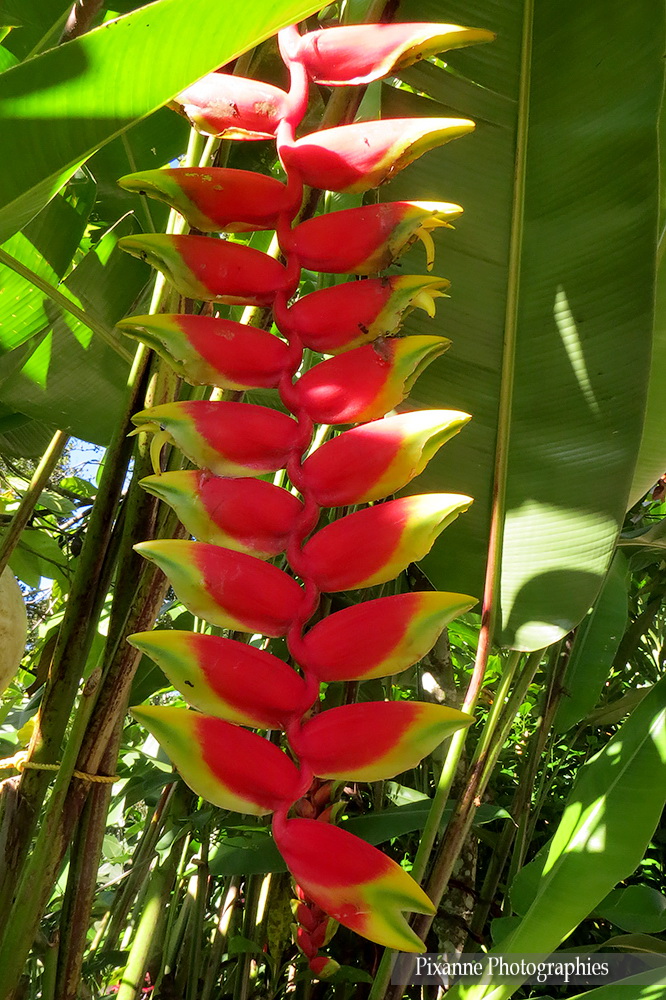 Asie, Inde du Sud, Kerala, Kumily, Abraham's Spice Garden, Souvenirs de Voyages, Pixanne Photographies