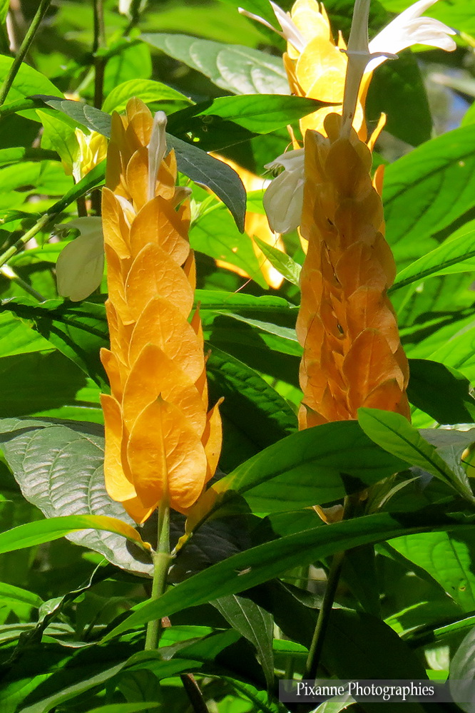 Asie, Inde du Sud, Kerala, Kumily, Abraham's Spice Garden, Souvenirs de Voyages, Pixanne Photographies