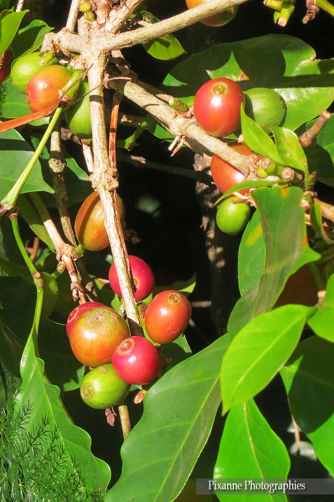 Asie, Inde du Sud, Kerala, Kumily, Abraham's Spice Garden, Souvenirs de Voyages, Pixanne Photographies