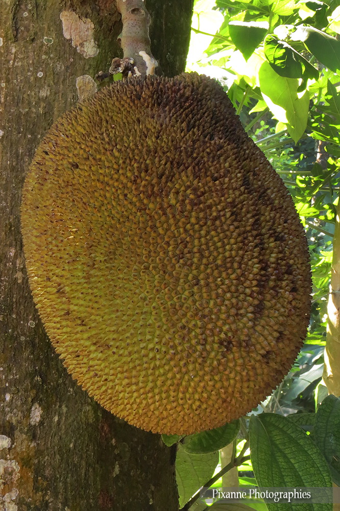 Asie, Inde du Sud, Kerala, Kumily, Abraham's Spice Garden, Souvenirs de Voyages, Pixanne Photographies