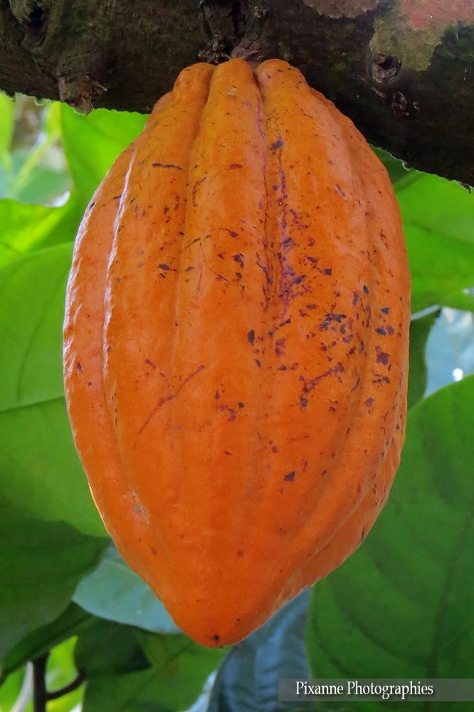 Asie, Inde du Sud, Kerala, Kumily, Abraham's Spice Garden, Souvenirs de Voyages, Pixanne Photographies
