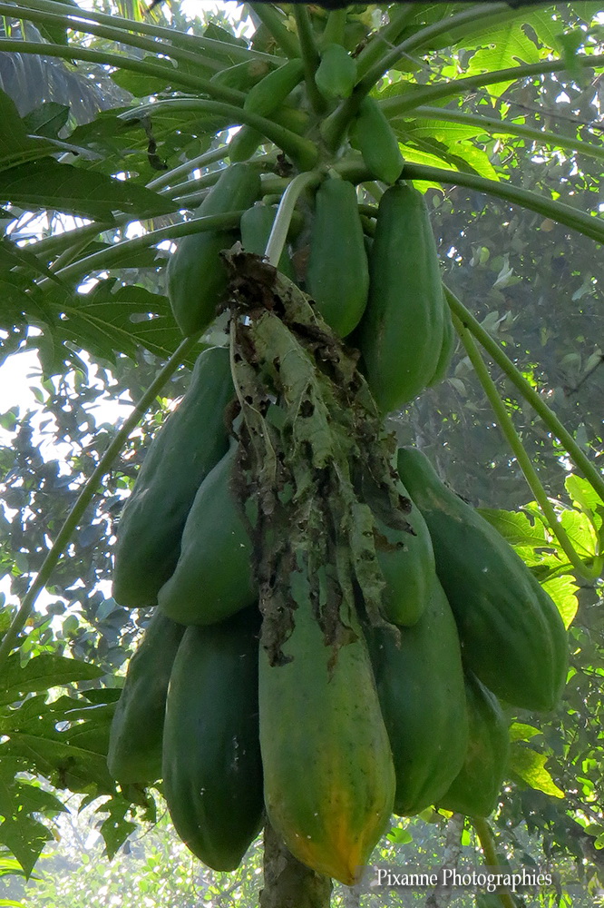 Asie, Inde du Sud, Kerala, Kumily, Abraham's Spice Garden, Souvenirs de Voyages, Pixanne Photographies