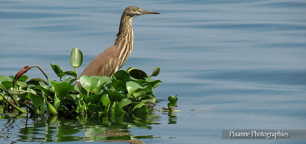Asie, Inde du Sud, Kerala, Backwaters, Lac Vembanad, Héron, Souvenirs de Voyages, Pixanne Photographies