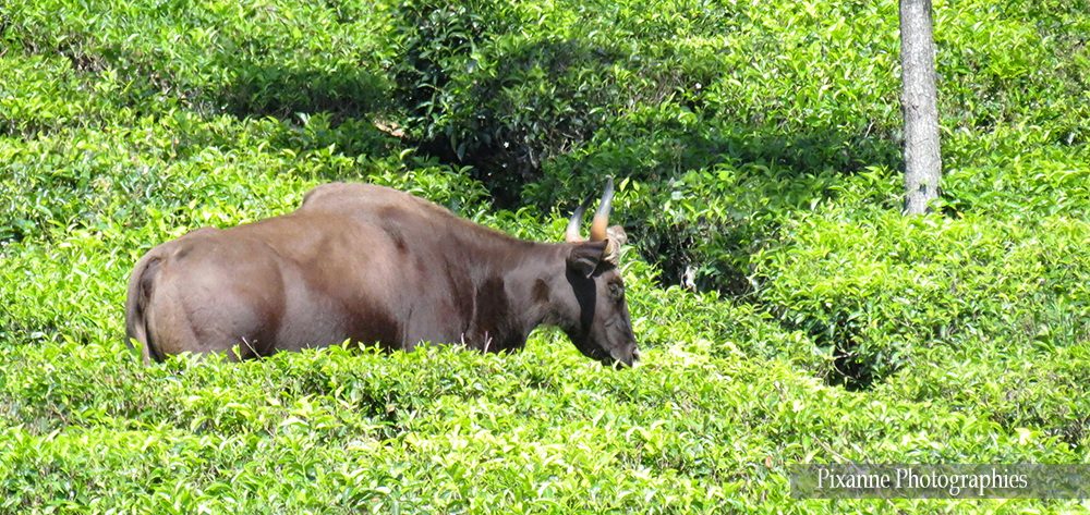 Asie, Inde du Sud, Tamil Nadu, Coonoor, Plantation de Thé, Souvenirs de Voyages, Pixanne Photographies