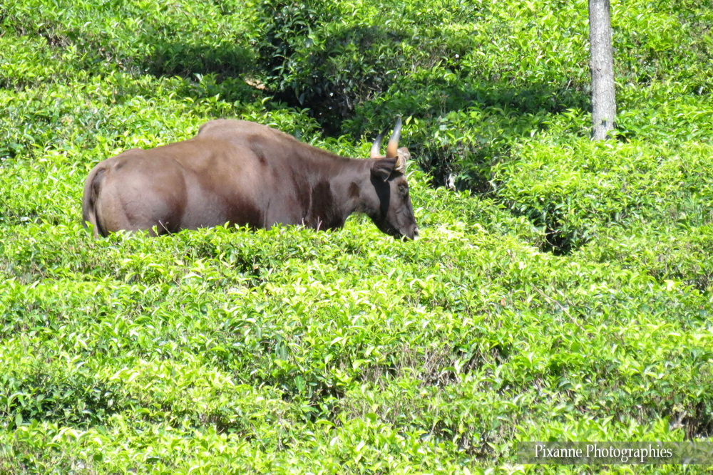 Asie, Inde du Sud, Tamil Nadu, Coonoor, Plantation de thé, Bison, Gaur, Souvenirs de Voyages, Pixanne Photographies