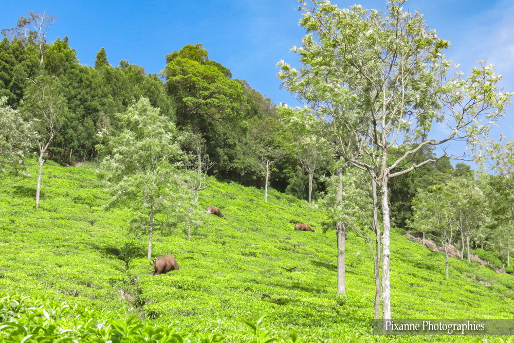 Asie, Inde du Sud, Tamil Nadu, Coonoor, Plantation de Thé, bisons, gaur, Souvenirs de Voyages, Pixanne Photographies
