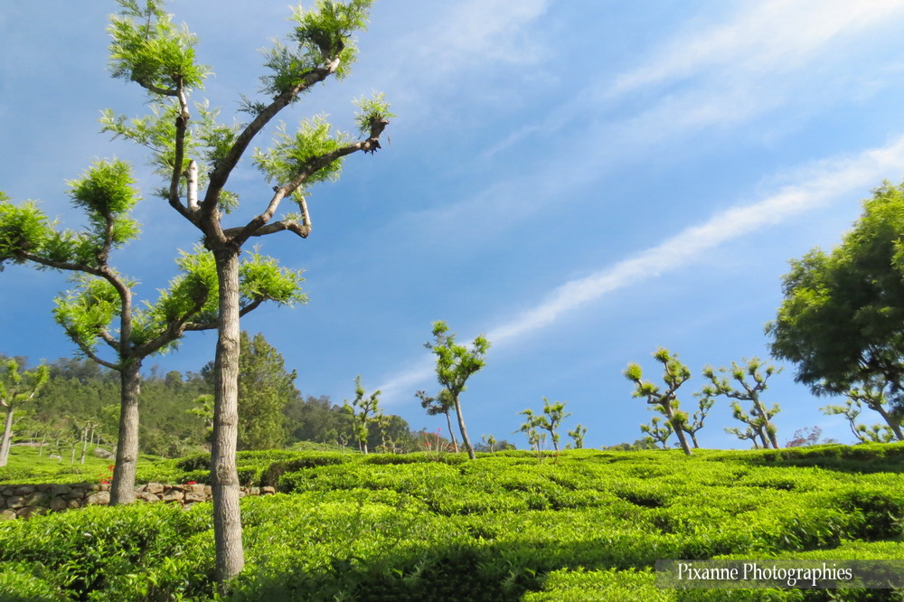 Asie, Inde du Sud, Tamil Nadu, Coonoor, Plantation de Thé, Souvenirs de Voyages, Pixanne Photographies