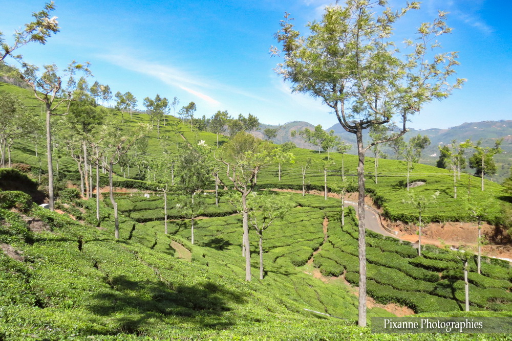 Asie, Inde du Sud, Tamil Nadu, Coonoor, Plantation de thé, Souvenirs de Voyages, Pixanne Photographies