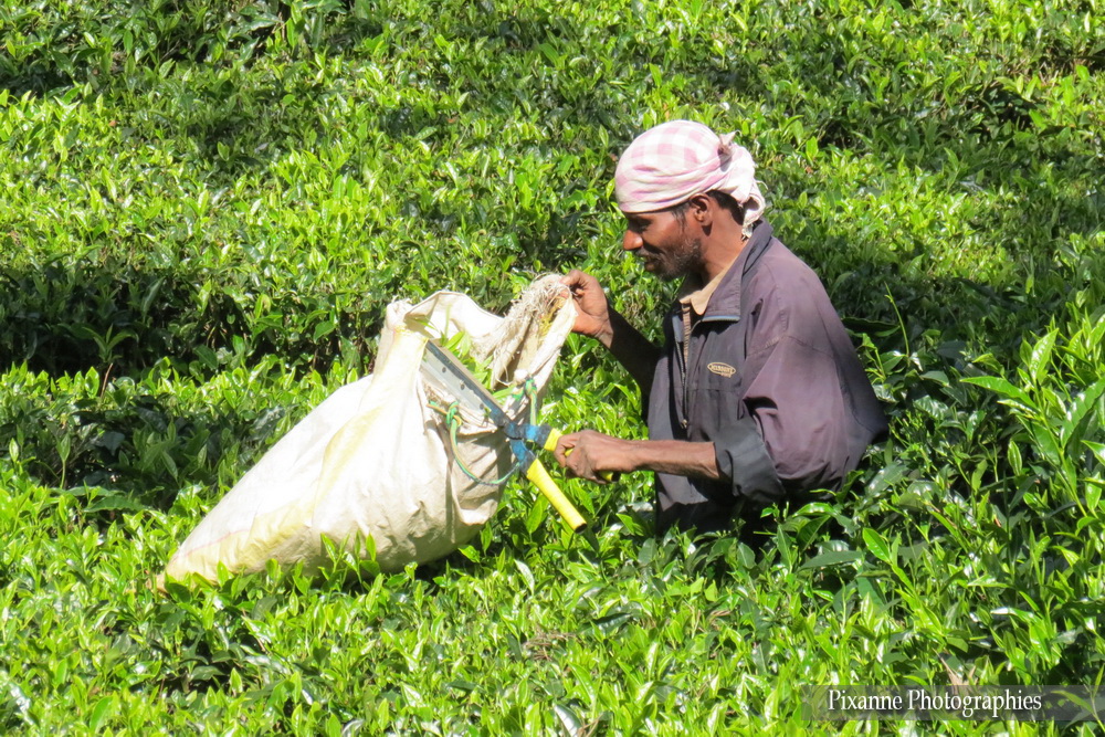 Asie, Inde du Sud, Tamil Nadu, Coonoor, Plantation de Thé, Souvenirs de Voyages, Pixanne Photographies