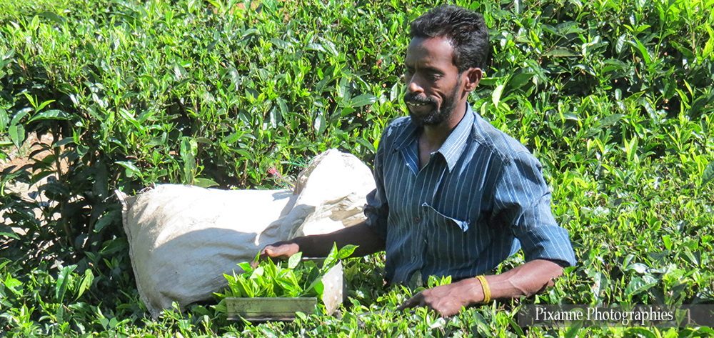 Asie, Inde du Sud, Tamil Nadu, Coonoor, Plantation de Thé, Souvenirs de Voyages, Pixanne Photographies