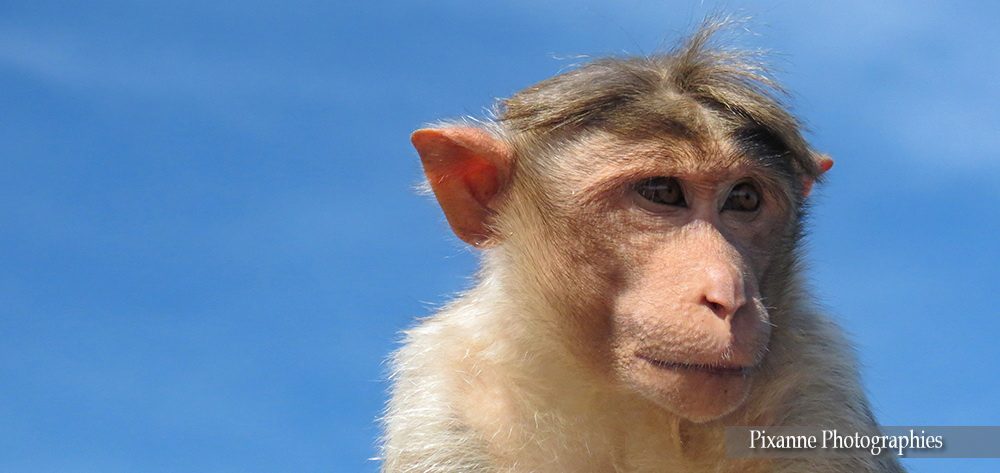 Asie, Inde du Sud, Tamil Nadu, Coonoor, Singe, Macaque, Souvenirs de Voyages, Pixanne Photographies