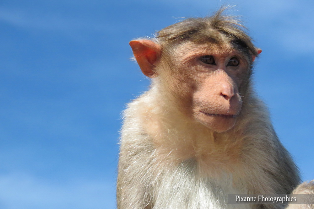 Asie, Inde du Sud, Tamil Nadu,Coonoor, Ooty, Singes, Macaques, Souvenirs de Voyages, Pixanne Photographies