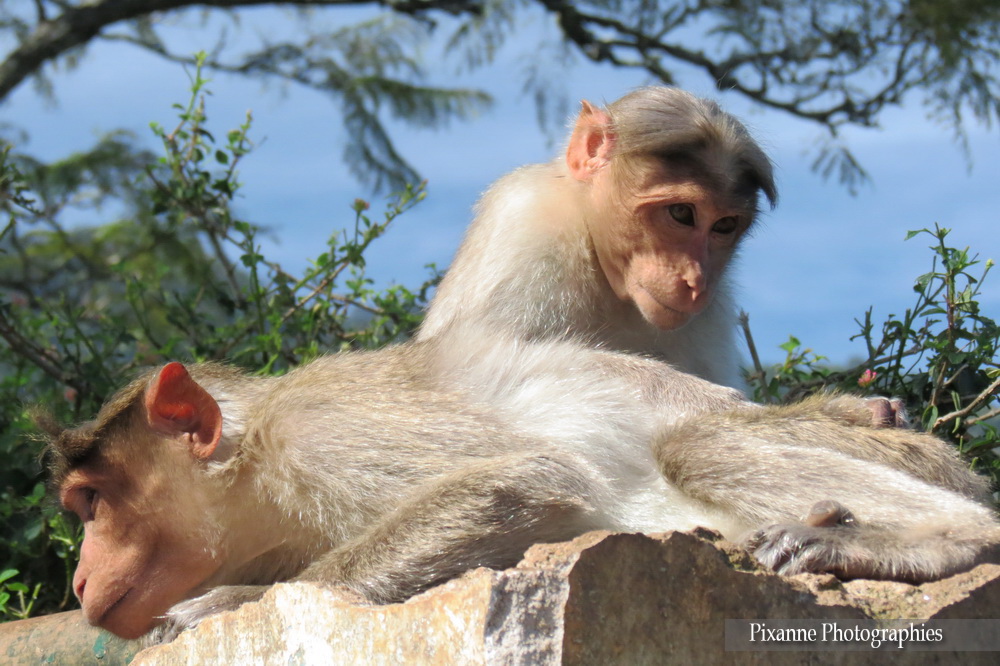 Asie, Inde du Sud, Tamil Nadu,Coonoor, Ooty, Singes, Macaques, Souvenirs de Voyages, Pixanne Photographies