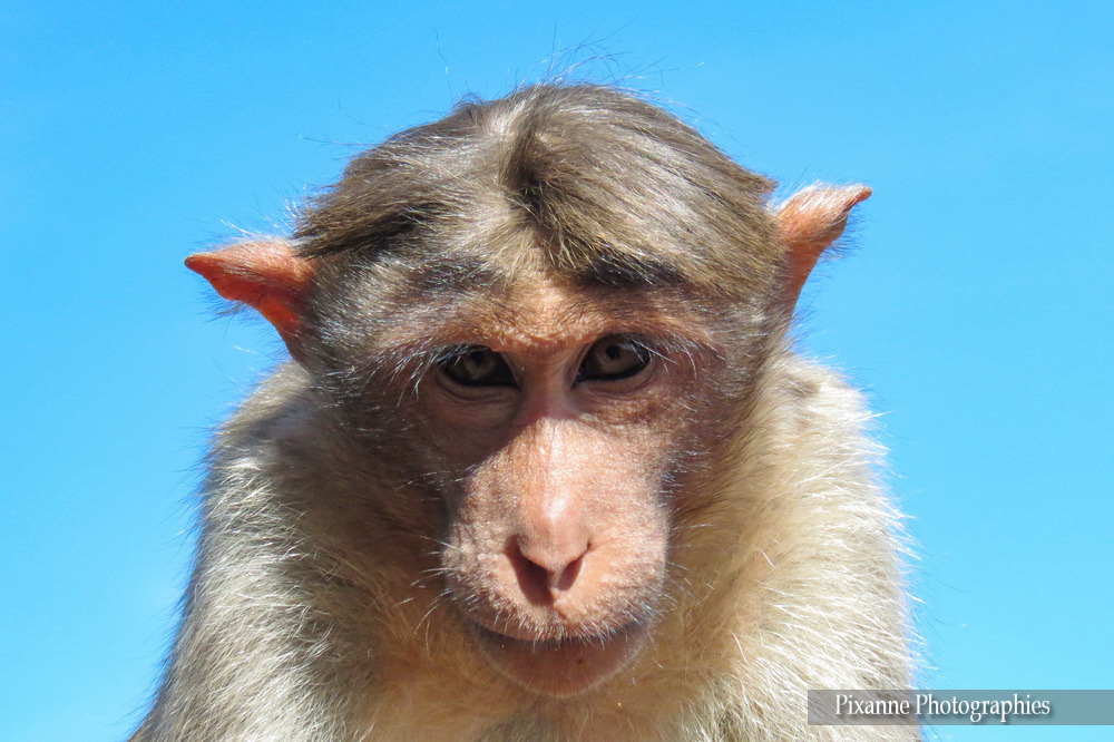Asie, Inde du Sud, Tamil Nadu,Coonoor, Ooty, Singes, Macaques, Souvenirs de Voyages, Pixanne Photographies