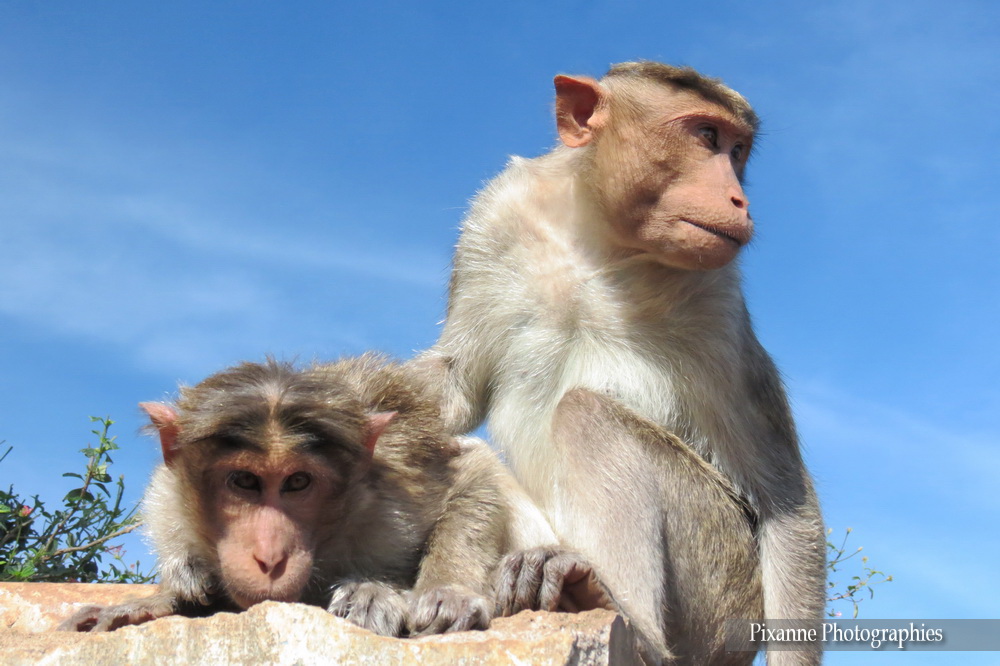 Asie, Inde du Sud, Tamil Nadu,Coonoor, Ooty, Singes, Macaques, Souvenirs de Voyages, Pixanne Photographies