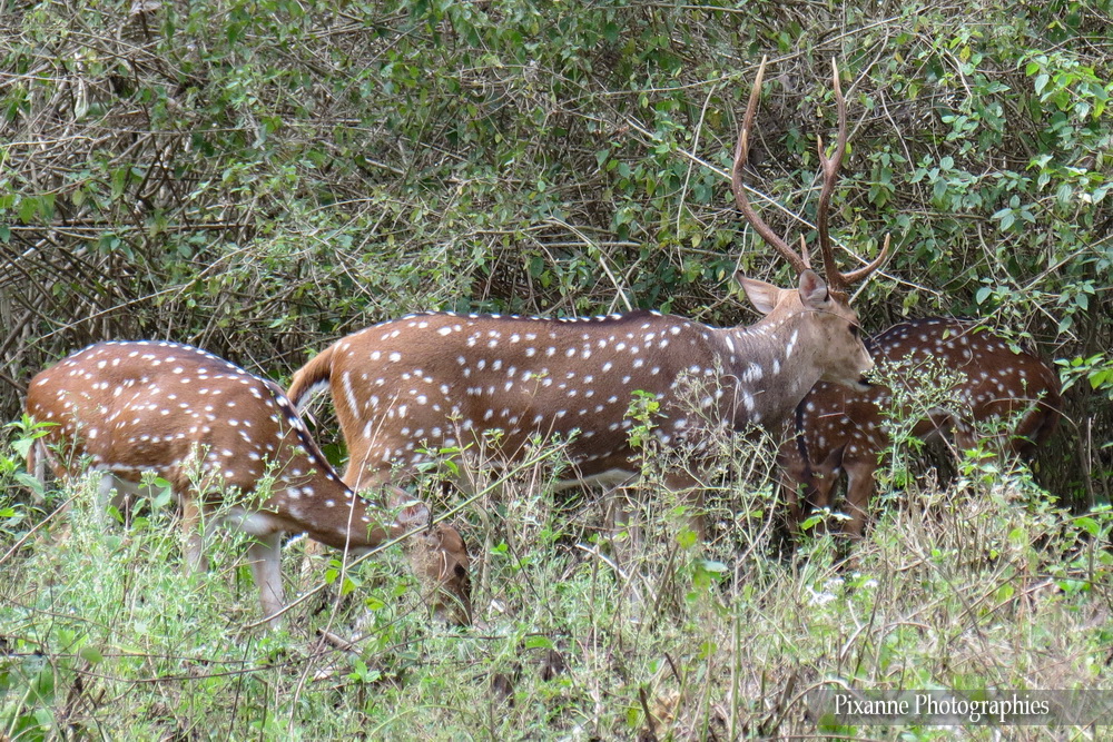 Asie, Inde du Sud, Tamil Nadu, Karnataka, Mudumalai National Park, Bandipur Tiger Réserve, Cerf Axis, Chital, Souvenirs de Voyages, Pixanne Photographies