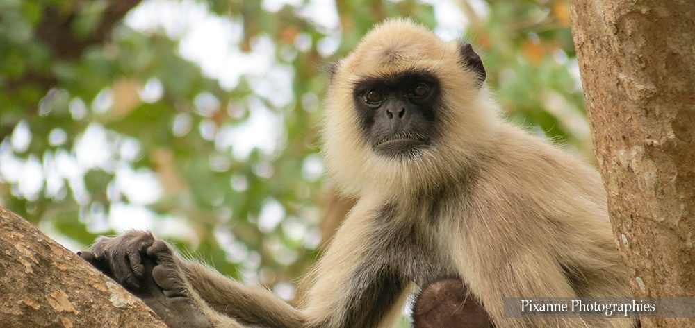 Asie, Inde du Sud, Tamil Nadu, Karnataka, 	Mudumalai National Park, Bandipur Tiger Réserve, Souvenirs de Voyages, Pixanne Photographies