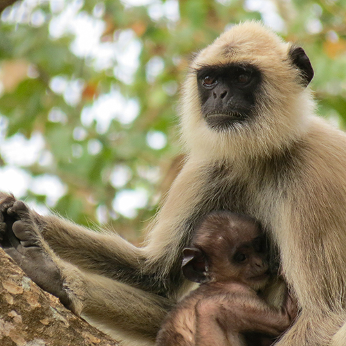 Asie, Inde du Sud, Tamil Nadu, Karnataka, Mudumalai National Park, Bandipur Tiger Réserve, Souvenirs de Voyages, Pixanne Photographies
