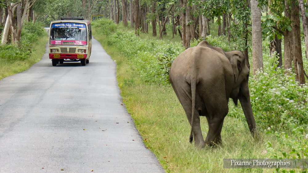 Asie, Inde du Sud, Tamil Nadu, Karnataka, Mudumalai National Park, Bandipur Tiger Réserve, Souvenirs de Voyages, Pixanne Photographies