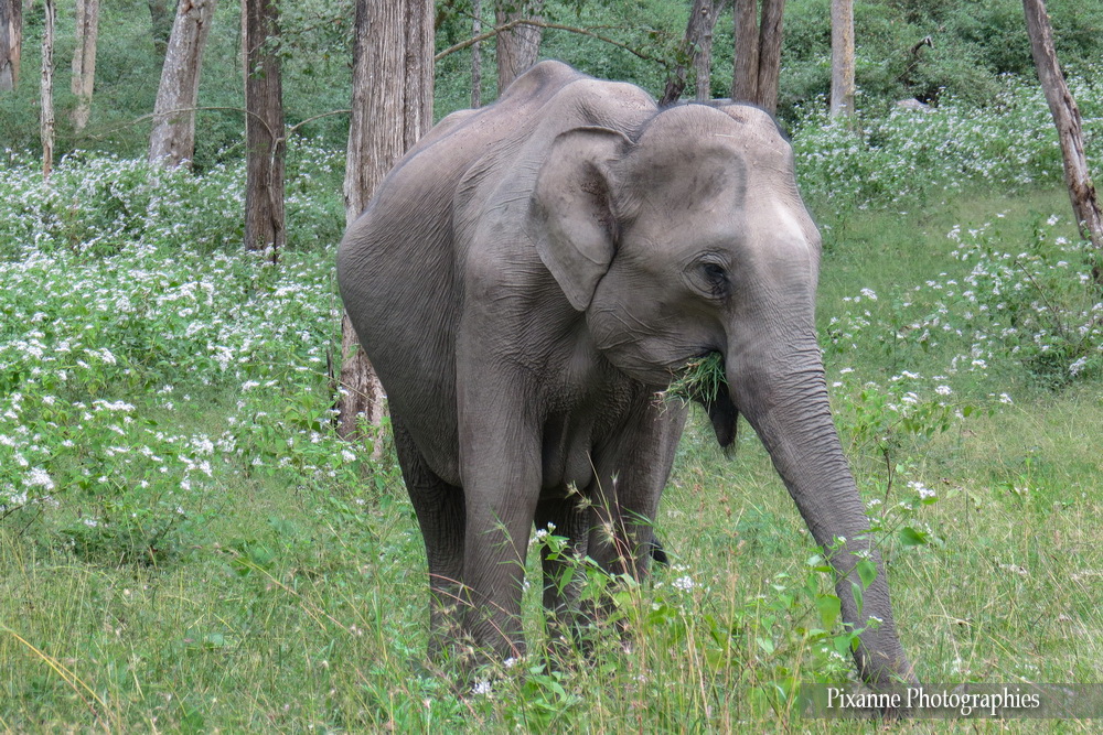 Asie, Inde du Sud, Tamil Nadu, Karnataka, Mudumalai National Park, Bandipur Tiger Réserve, Elephant, Souvenirs de Voyages, Pixanne Photographies