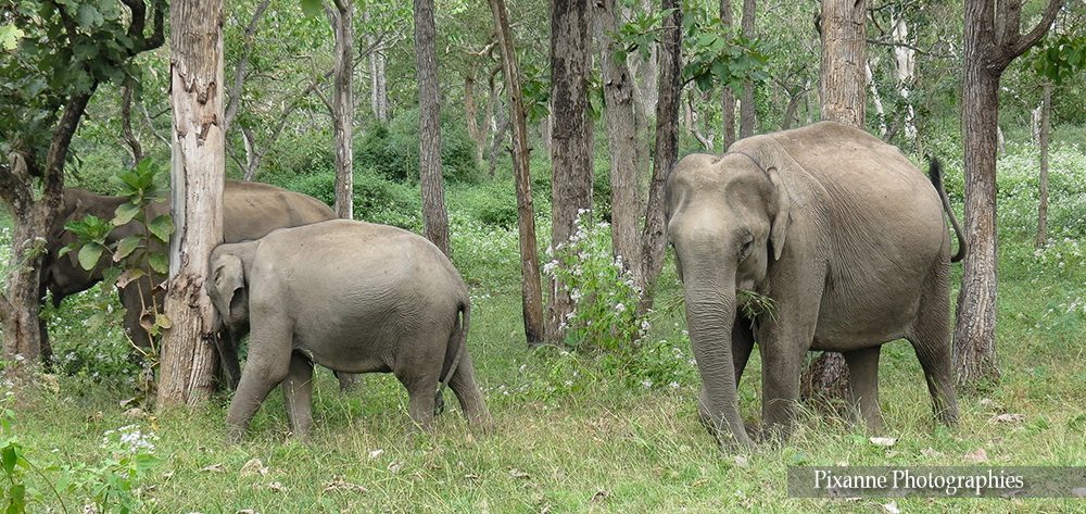 Asie, Inde du Sud, Tamil Nadu, Ooty, Mudumalai National Park, Bandipur Tiger Réserve and National Park, Souvenirs de Voyages, Pixanne Photographies