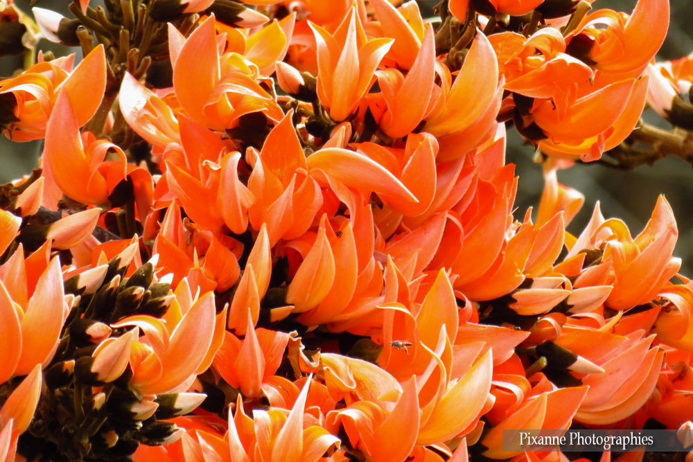 Asie, Inde du Sud, Tamil Nadu, Karnataka, Mudumalai National Park, Bandipur Tiger Réserve, Teck Bastard, fleurs, Souvenirs de Voyages, Pixanne Photographies