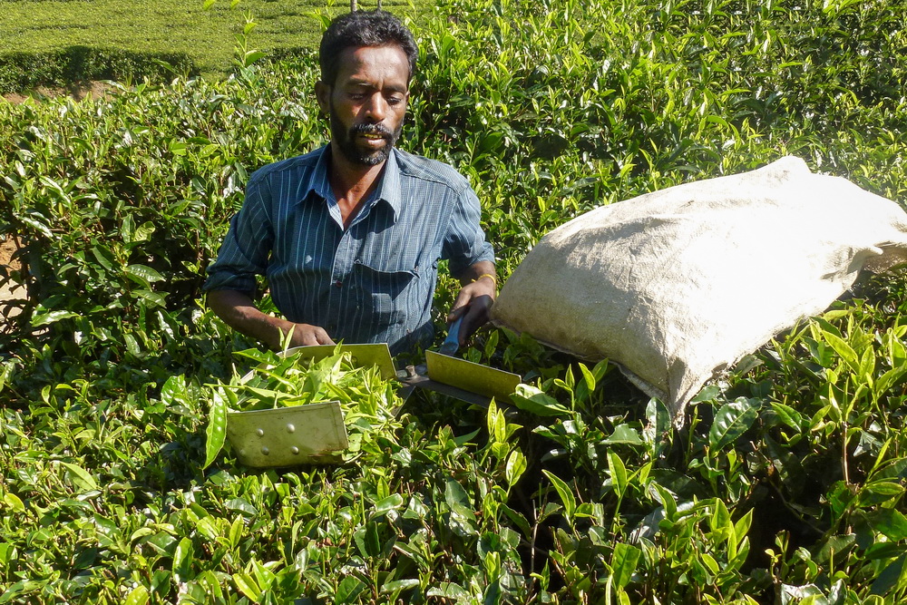 Asie, Inde du Sud, Tamil Nadu, Coonoor, Thé, Souvenirs de Voyages, Pixanne Photographies