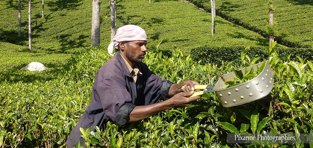 Asie, Inde du Sud, Tamil Nadu, Coonoor, Plantation de Thé, Souvenirs de Voyages, Pixanne Photographies