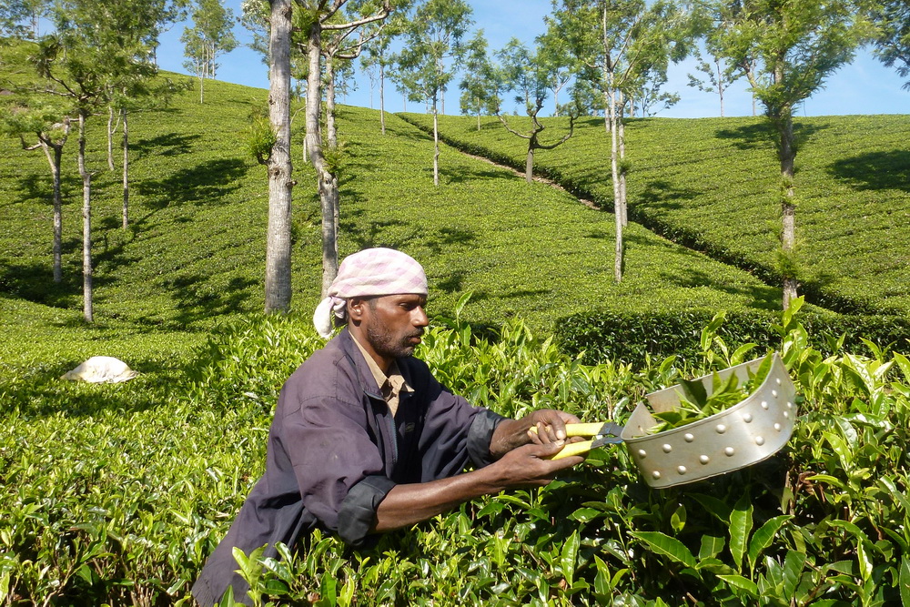 Asie, Inde du Sud, Tamil Nadu, Coonoor, Thé, Souvenirs de Voyages, Pixanne Photographies