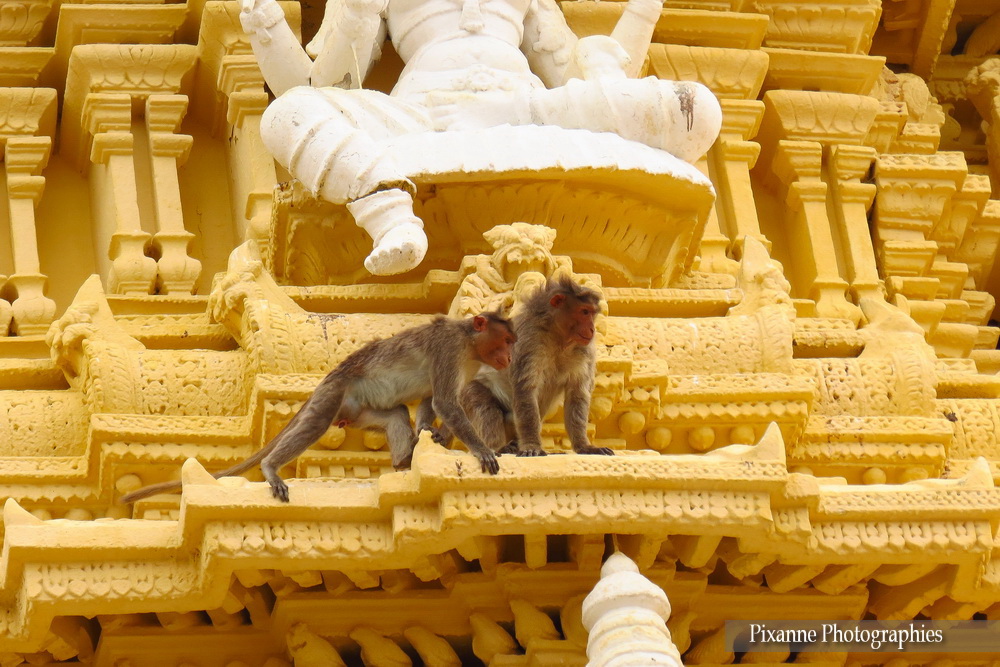 Asie, Inde du Sud, Karnataka, Chamundi Hill, Sri Schamundeshwari, Singes, Macaques, Souvenirs de Voyages, Pixanne Photographies