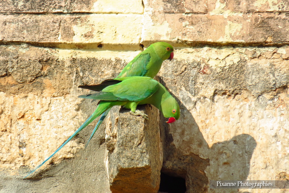 Asie, Inde du Sud, Karnataka, Peruches,  Souvenirs de Voyages, Pixanne Photographies