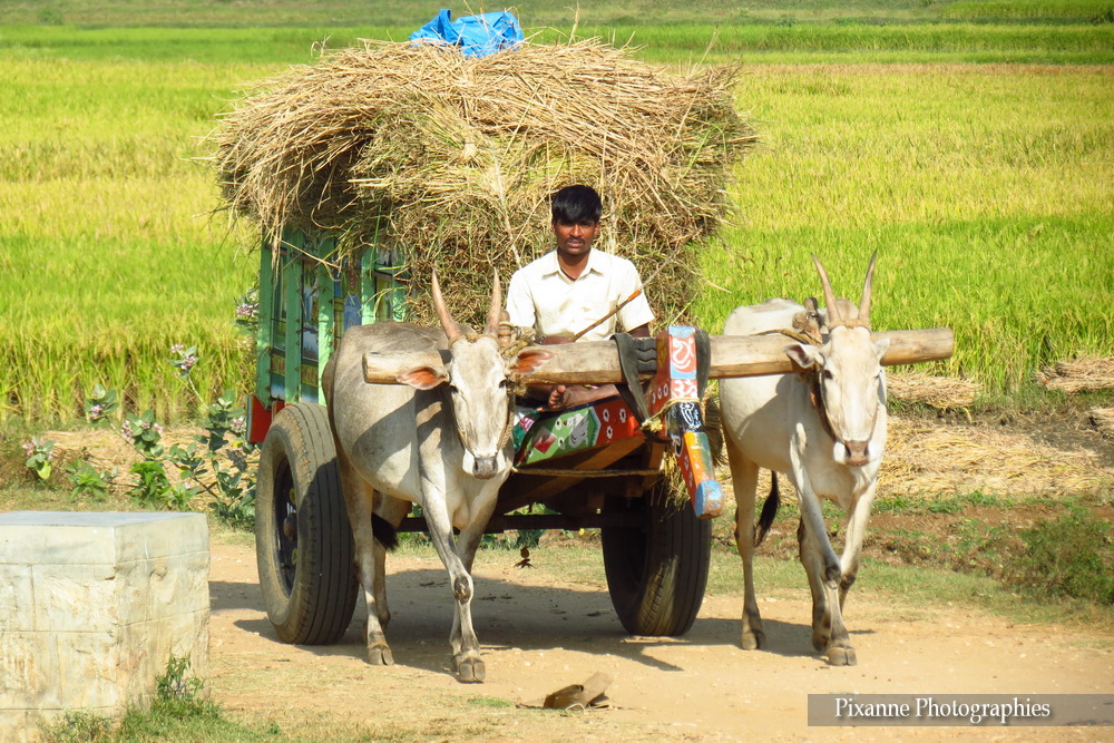 Asie, Inde du Sud, Moisson, Char, Souvenirs de Voyages, Pixanne Photographies
