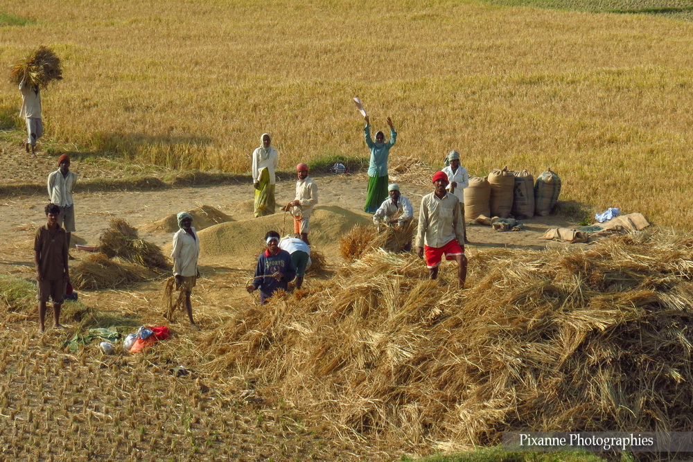 Asie, Inde du Sud, Moisson, Camion, Souvenirs de Voyages, Pixanne Photographies