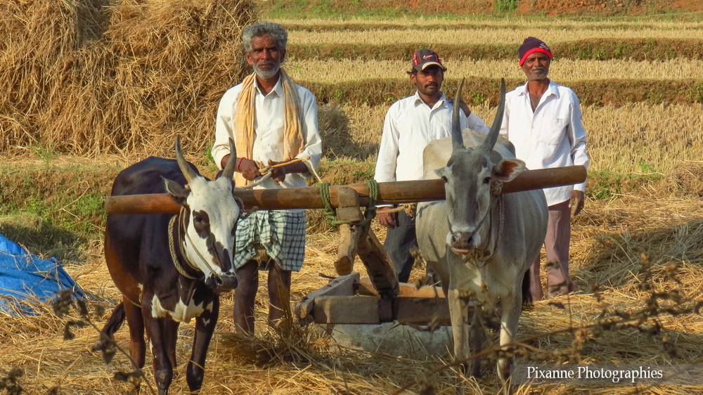Asie, Inde du Sud, Karnataka, Travail aux champs, Souvenirs de Voyages, Pixanne Photographies
