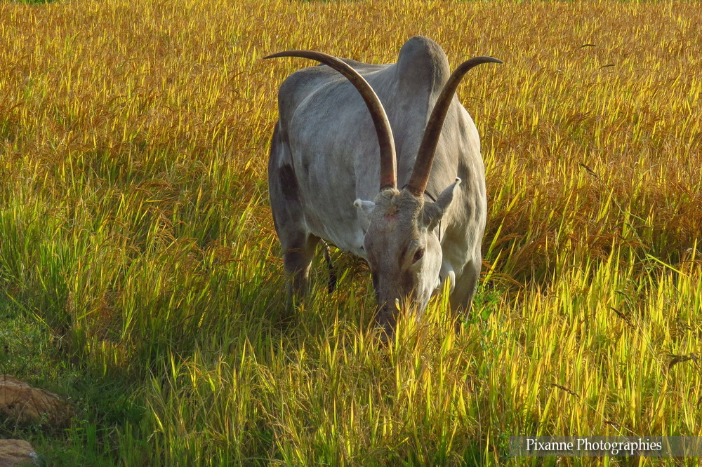 Asie, Inde du Sud, Moisson, Buffle, Souvenirs de Voyages, Pixanne Photographies