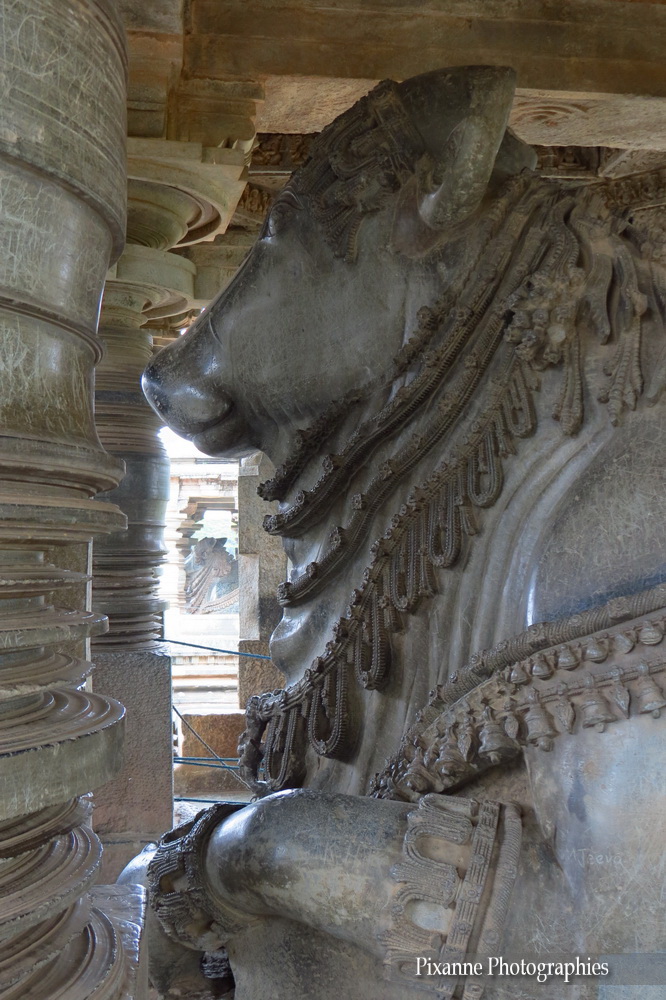 Asie, Inde du Sud, Karnataka, Halebidu, Hoysaleswara Temple, Nandi, Souvenirs de Voyages, Pixanne Photographies