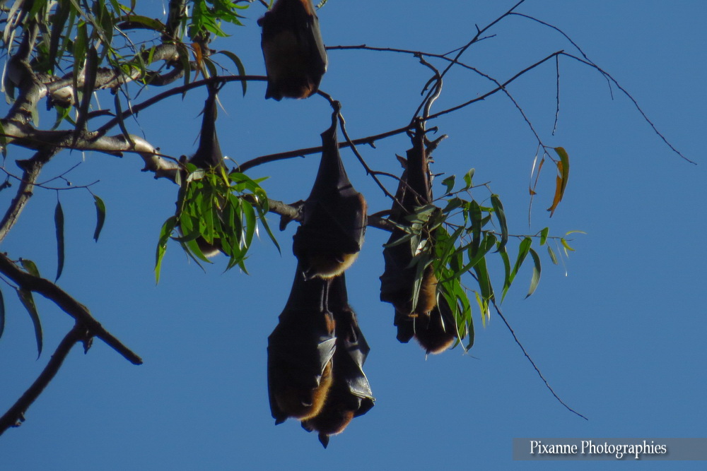 Asie, Inde du Sud, Karnataka, Hassan, Chauve souris, Pteropus giganteus, Souvenirs de Voyages, Pixanne Photographies