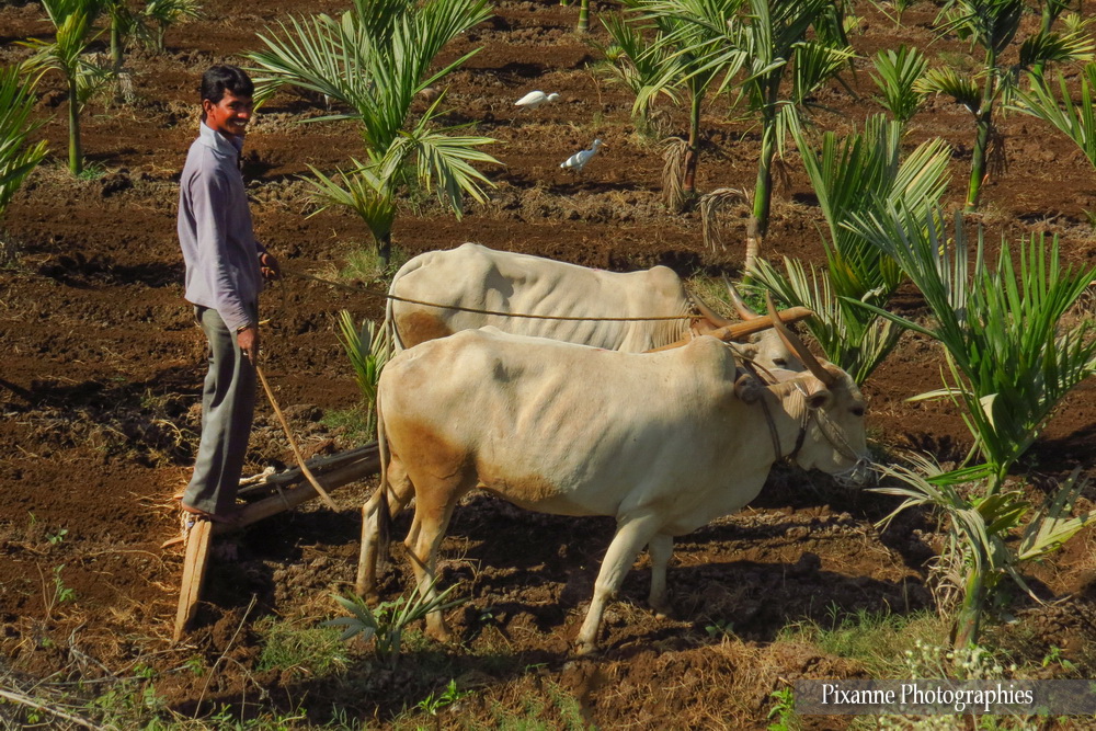Asie, Inde du Sud, Karnataka, Hassan, Hampi, Khillari, Boeuf à bosse, Souvenirs de Voyages, Pixanne Photographies