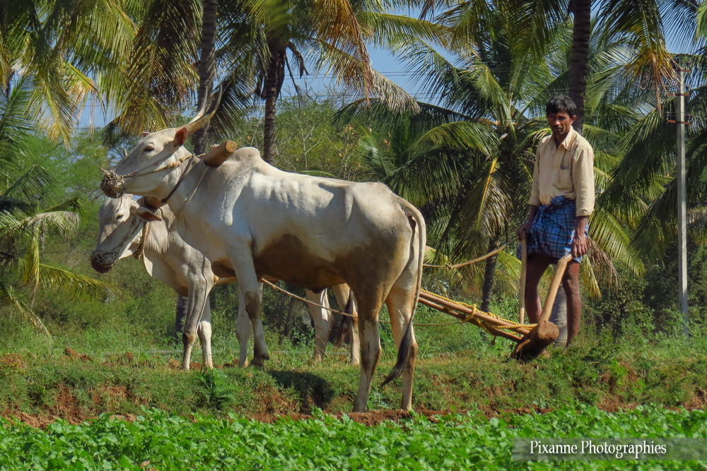 Asie, Inde du Sud, Karnataka, Hassan, Hampi, Khillari, Boeuf à bosse, Souvenirs de Voyages, Pixanne Photographies